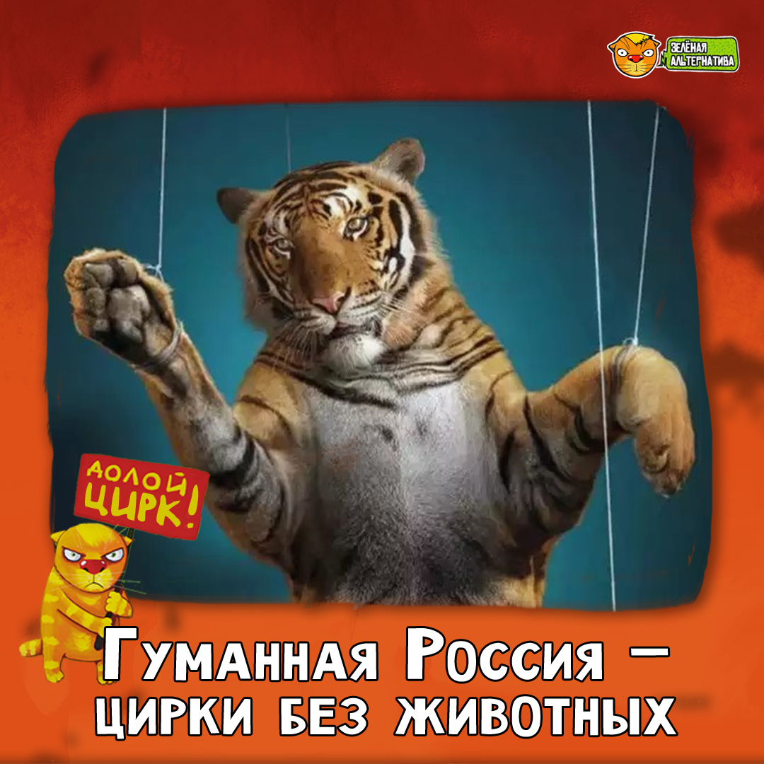 Запрет животных в цирке. Запрет животных в цирке в мире карта. Эскимо тигр зелёный. В Росси приечли закон о запрете животных в цирке.